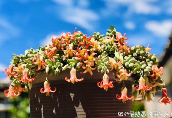  自带■8种多肉，自带甜甜的果香味，摆窗台满屋子飘香！