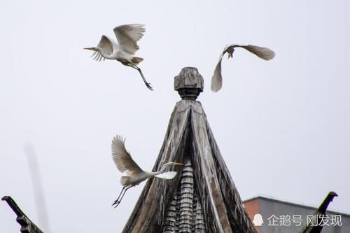  「染白」二十只白鹤“赖”着上百天不走，粪便把青瓦染白，当地人大开眼界