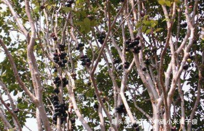  树葡萄：结果是一年两次，每公斤120元，每亩1000公斤，但农民不