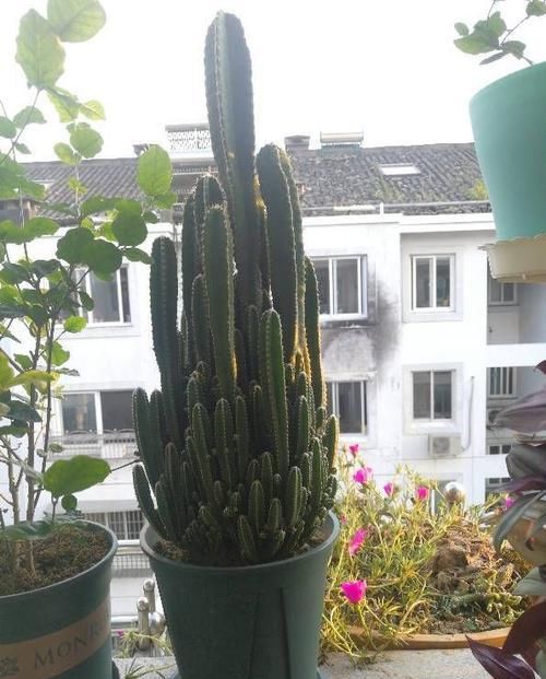 海豚花■喜欢幽香淡雅,家养这似款小花,花香溢满屋,花朵艳丽迷人,超美