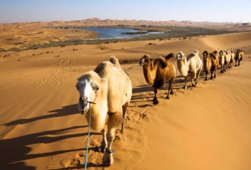 为什么说沙漠的西瓜不能摘?看完可要注意了!