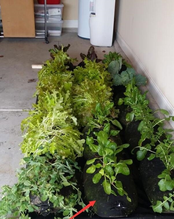  【丰收】都是自家种菜，邻居大叔直接用纱布袋！几十天一丰收，多的还能拿去卖