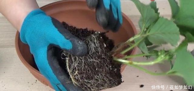 死贵死贵|死贵死贵的草莓,1个花盆就能种出来,比买的还好吃!