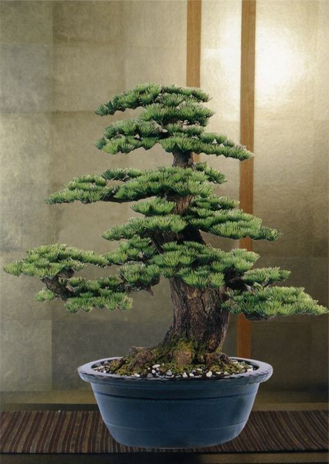 盆景欣赏:精品盆景稀少难得，怡情养性得真知，怀抱一盆胜山珍