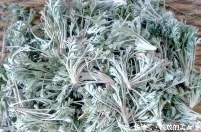 【抓紧时间】春暖花开,抓紧时间挖些白蒿野菜,尝一尝春天的味道!