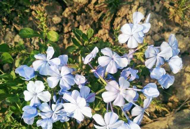 【开成】这花长得巴掌大,越晒花越多,一不小心就开成瀑布