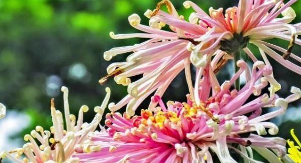  『养花』喜欢养花，就养盆“菊中珍品”菊渊雅韵，似美人起舞，温婉典雅