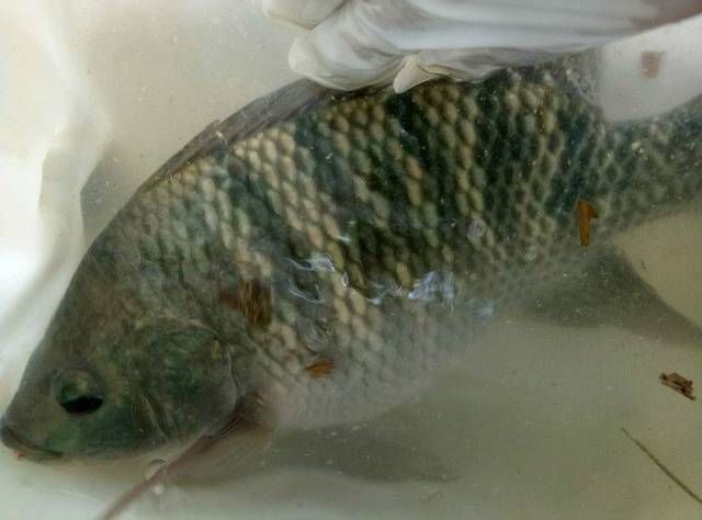  [罗非鱼]白喂了好多天的鱼了，总算是让我有收获了，好漂亮的罗非鱼啊！