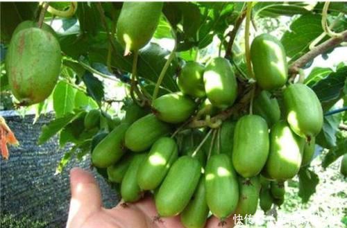  「蜂蜜」阳台也能种果树，1种果树养2棵，一棵能结好多果，味道比蜂蜜甜