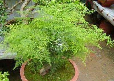 【虎皮兰】这“5种”植物,养10盆都不嫌多,不仅旺大运,还能“吸甲醛”!