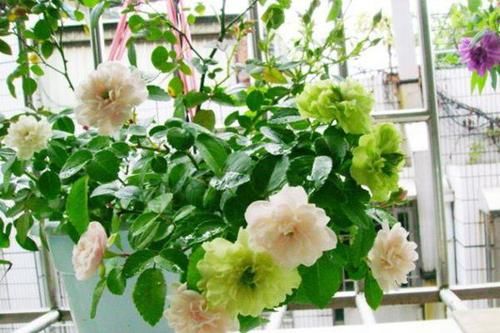  「泛白」此盆栽月季花色特别，香味浓郁，绿色泛白的花朵非常少见