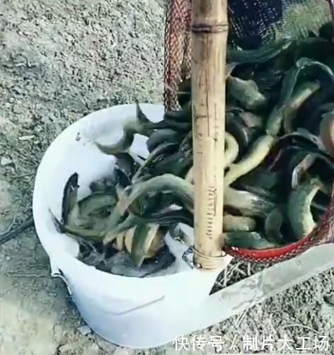 男子干完农活去河边洗手, 看见河边水面发黑, 一网兜下去惊喜来了