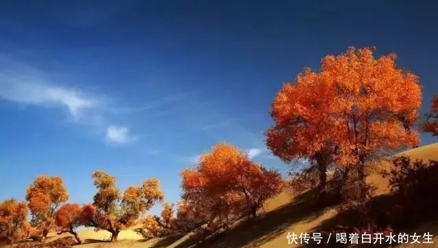 新疆醉美5大胡杨林，简直驶入童话世界，这份攻略请收下！