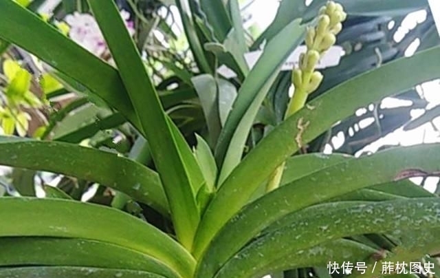 老爸@老爸买了两盆兰花很特别,养兰这么多年还头一次见过