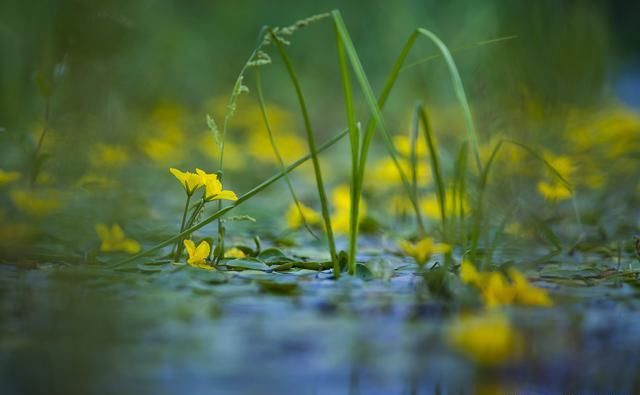 大兴安岭面积最大的湿地公园，长满荇菜，再现《诗经》诗意画面