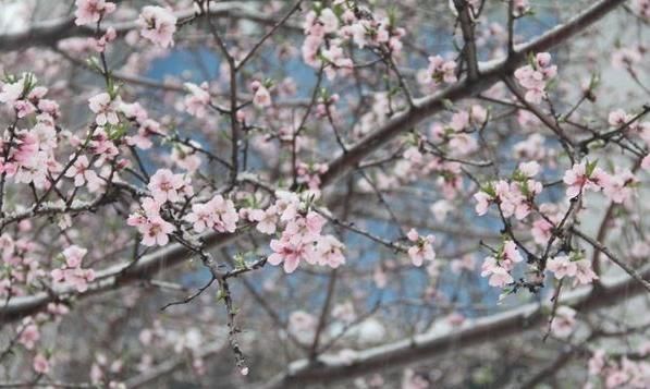  「济南」清明前后 山东济南、烟台、潍坊等地迎降温 部分地区降至0℃以下