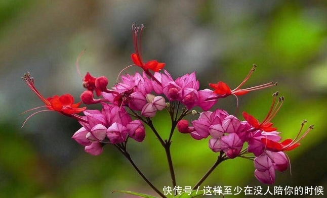 英国旅行家在非洲发现一株奇花,华侨改了个中国名字,于是就火了