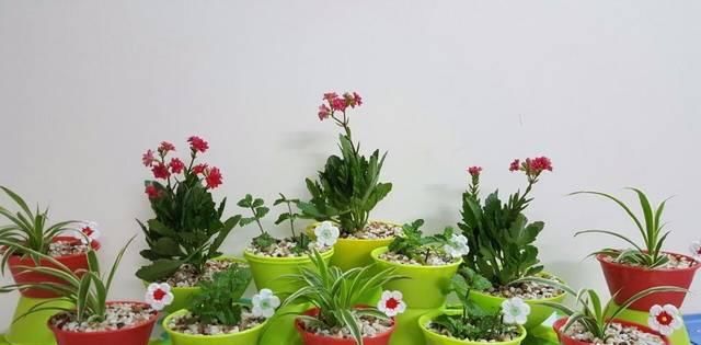  盆栽植物：我用这方法扦插繁殖了几十盆的植物，薄荷、吊兰轻松培育