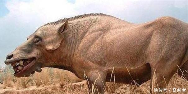 初古陆地霸者, 冠冕猪妖王, 若生存至今人类将