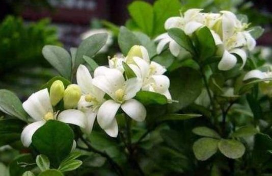  『暗淡』打造阳台“氧吧”，就用5朵小花点缀，花开幽香暗淡，窈窕美丽