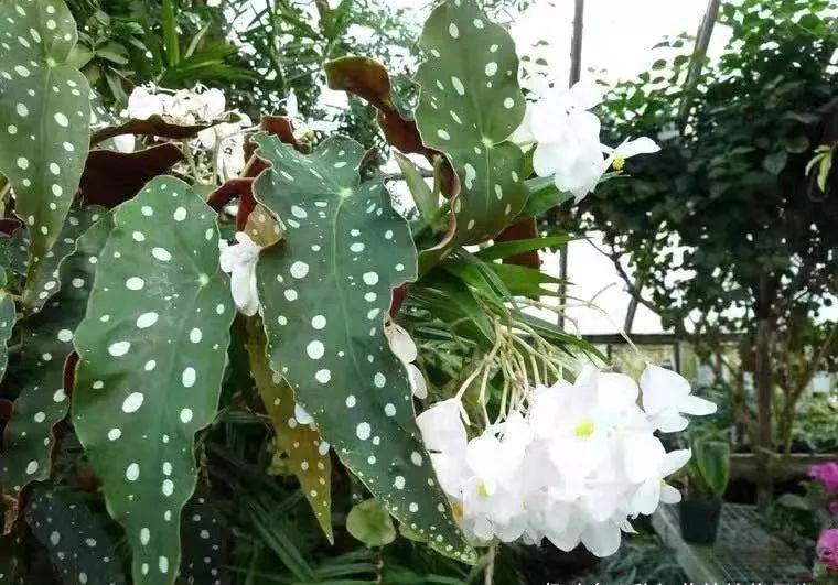 『绚丽多姿』2020年流行在家养这八种花,绚丽多姿,人见人爱,邻居见了都说好