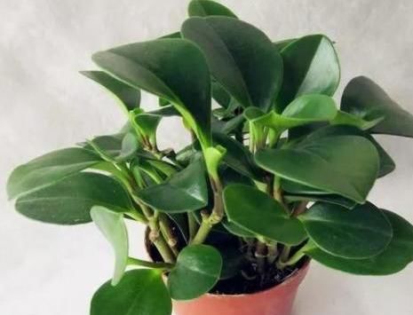 找到|豆瓣绿叶子不是有黑点就是黄叶,原因终于找到了!护根护叶有绝招