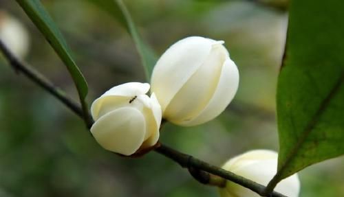  「朱顶红」这几款小花卉，养在家里清新高雅，花朵妖艳妩媚，香飘溢满屋，艳