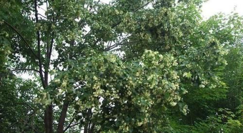  「顶级」山里一种植物，花是蜂蜜中顶级珍品，也是中药至宝，遇到请重视！