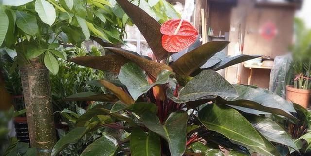 『试试』这几种家庭绿植,喜欢养花的朋友不可错过,快养几盆试试吧!
