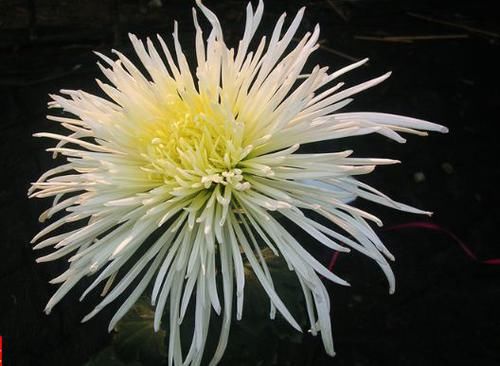  闪闪：喜欢菊花，就养盆“珍贵名菊”玉翎管，似银针四射，荧光闪闪