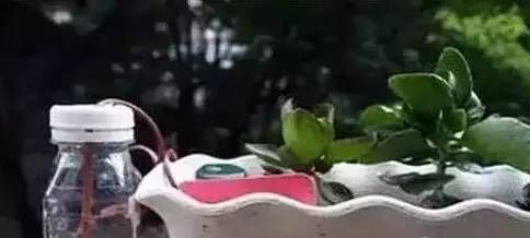  「植物」准备离开植物一段时间，我是这样给植物浇水的