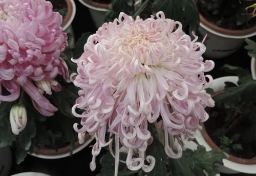  【珍品】喜欢菊花，不如养盆“珍品名菊”菊渊雅韵，似粉嫩少女，粉嫩可爱