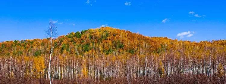 一片如梦如幻的斑斓色彩、仿佛是仙子居住奇境，这里是北疆的秋天