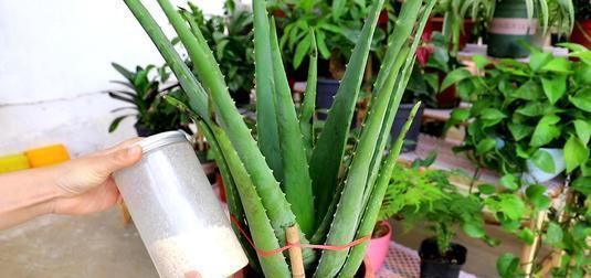  「营养」芦荟养了几年没变化,矮矮小小的不长个,原来是这3个原因在影响