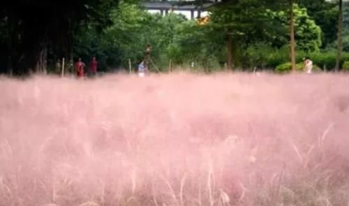 2019年最受欢迎的外来网红植物：各植物园疯狂引进，受众游客追捧