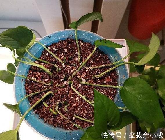 留言@花友留言:家里绿萝不好养?别怕,多关注3方面问题各个击破