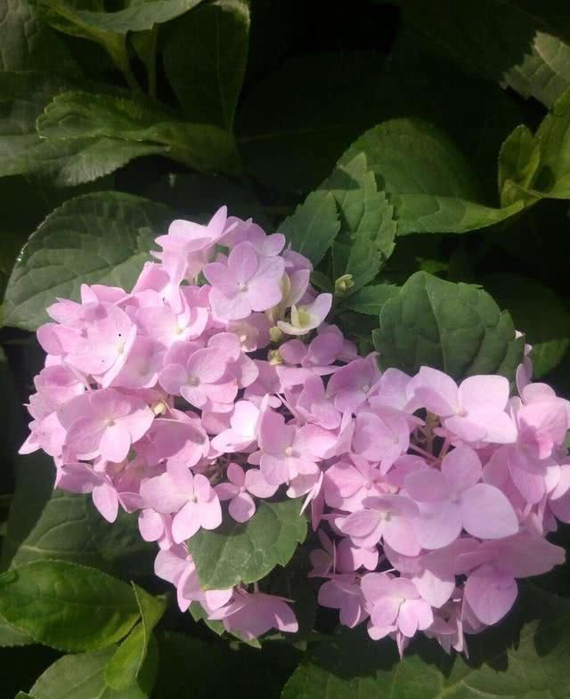拳头■今年绣球还能开花吗?别做3件事,才能开出拳头花
