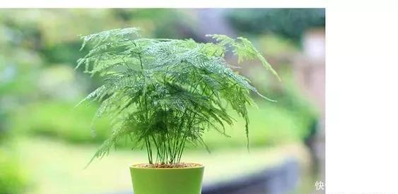 家里|这2种花最“养人”,家里养1盆,空气清新,还杀菌