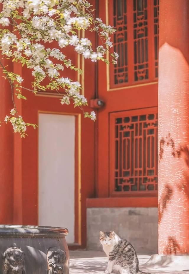 一年 30 多趟故宫，只为拍摄超赞「故宫猫咪图籍」！