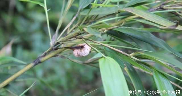  殊不知：它生在竹子上，却因外貌，常被摘掉，殊不知，当前150元