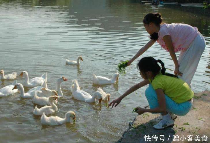 农村河里少见3类鱼，是天然“水质检测机”，图2淡水中的石斑鱼