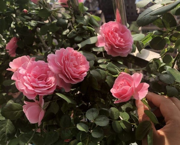  新手■新手养花，不如养盆花中精品“慷慨的园丁”，粉嫩娇羞，美艳动人