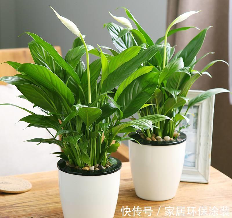 『生长适温』北阳台没太阳养什么花好,这“5”种花不晒太阳也能开花