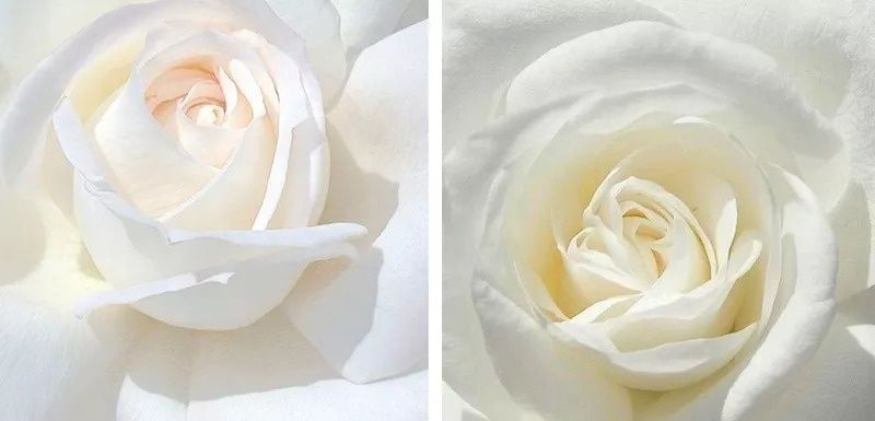 秦岚15年前被喷绿茶婊，如今“白月光”霸气回应整容谣言再度翻红