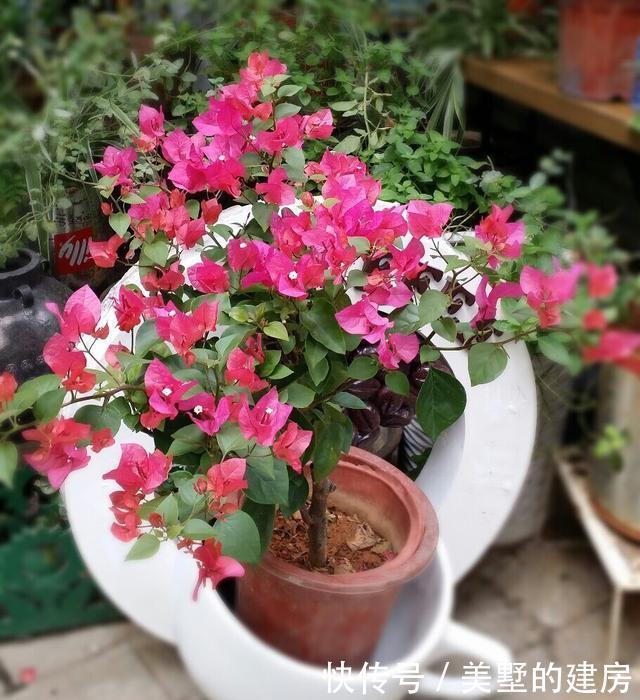 『花芽』三角梅芽点和花苞怎么区分?看这“2点”就知道了,秋季开花超多