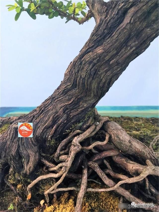  『作品』岭南珍品——山格木盆景