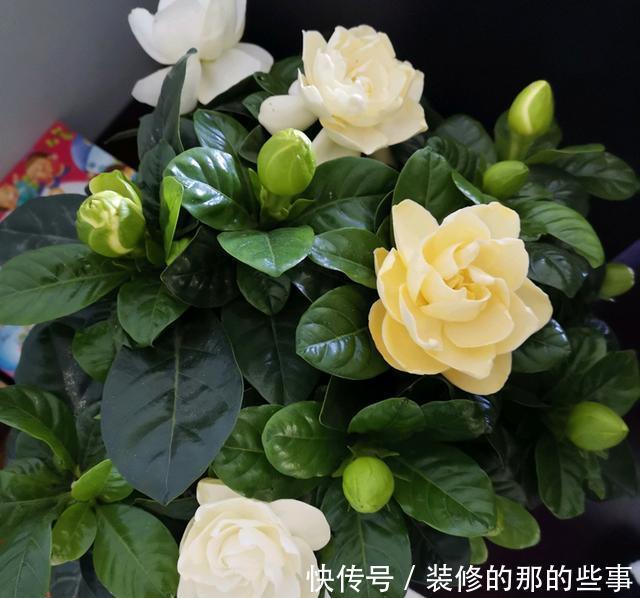  栀子花|新买的栀子花，花苞不断掉，用好“3”招，花香四溢满屋飘香