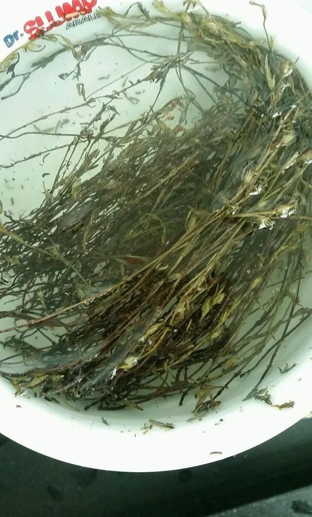  「植物」以前用来填肚子的野草，现在人们见了烦，其实是好东西，叫独脚金