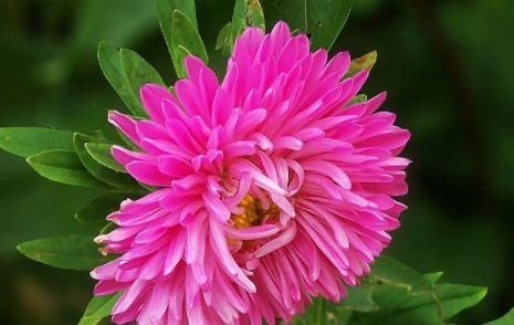  『阳光』喜欢养花，不如养这些花朵，喜阳光，开花超漂亮，花朵稠密又鲜艳