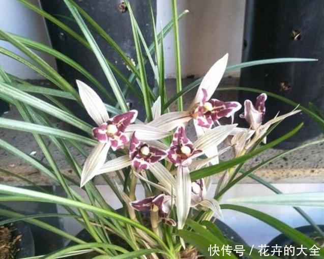 「机液肥」养兰花,试试这种“树枝”,催根长旺,叶子绿油油,管用